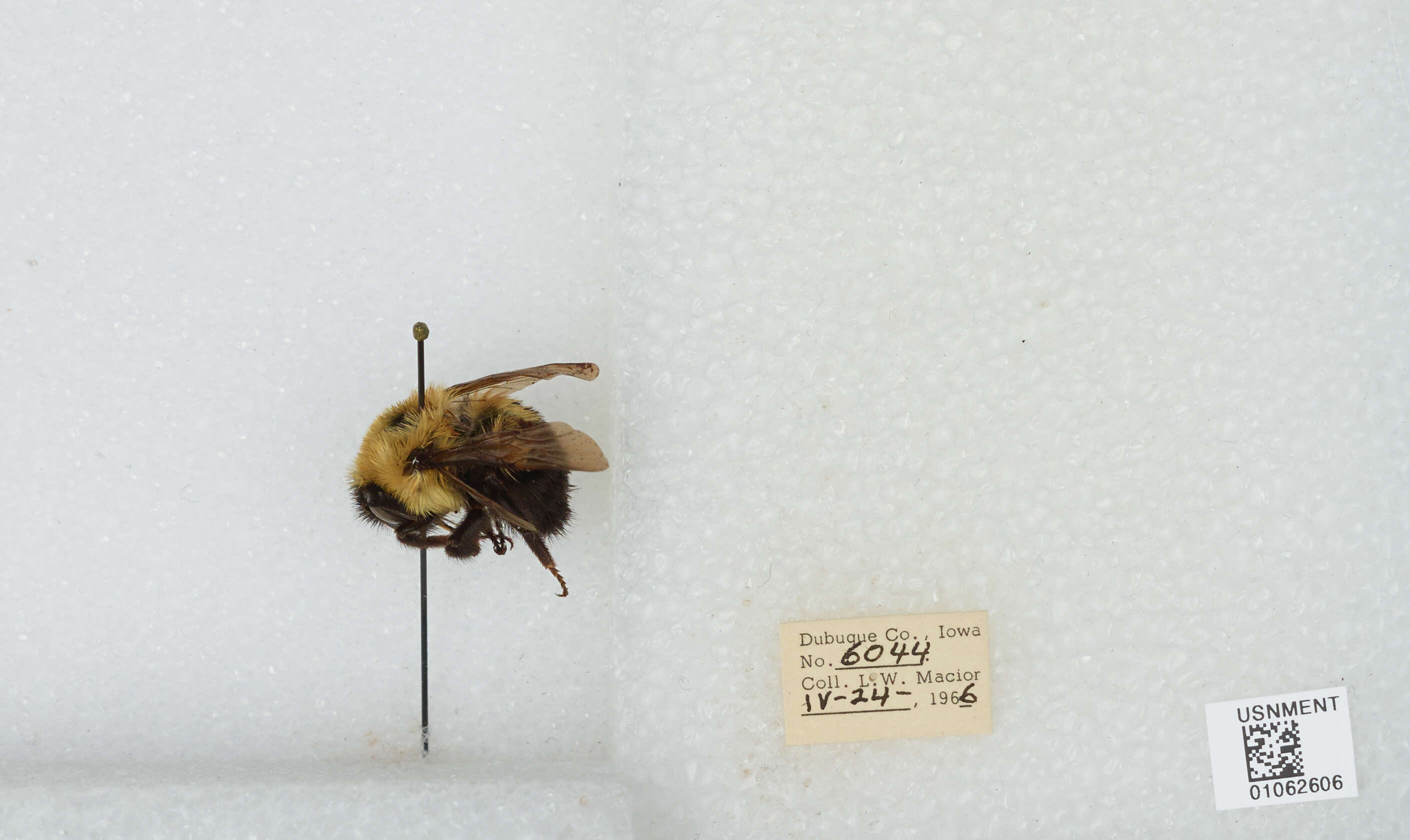 Image of Two-spotted Bumblebee