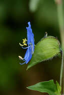 Image of commelina