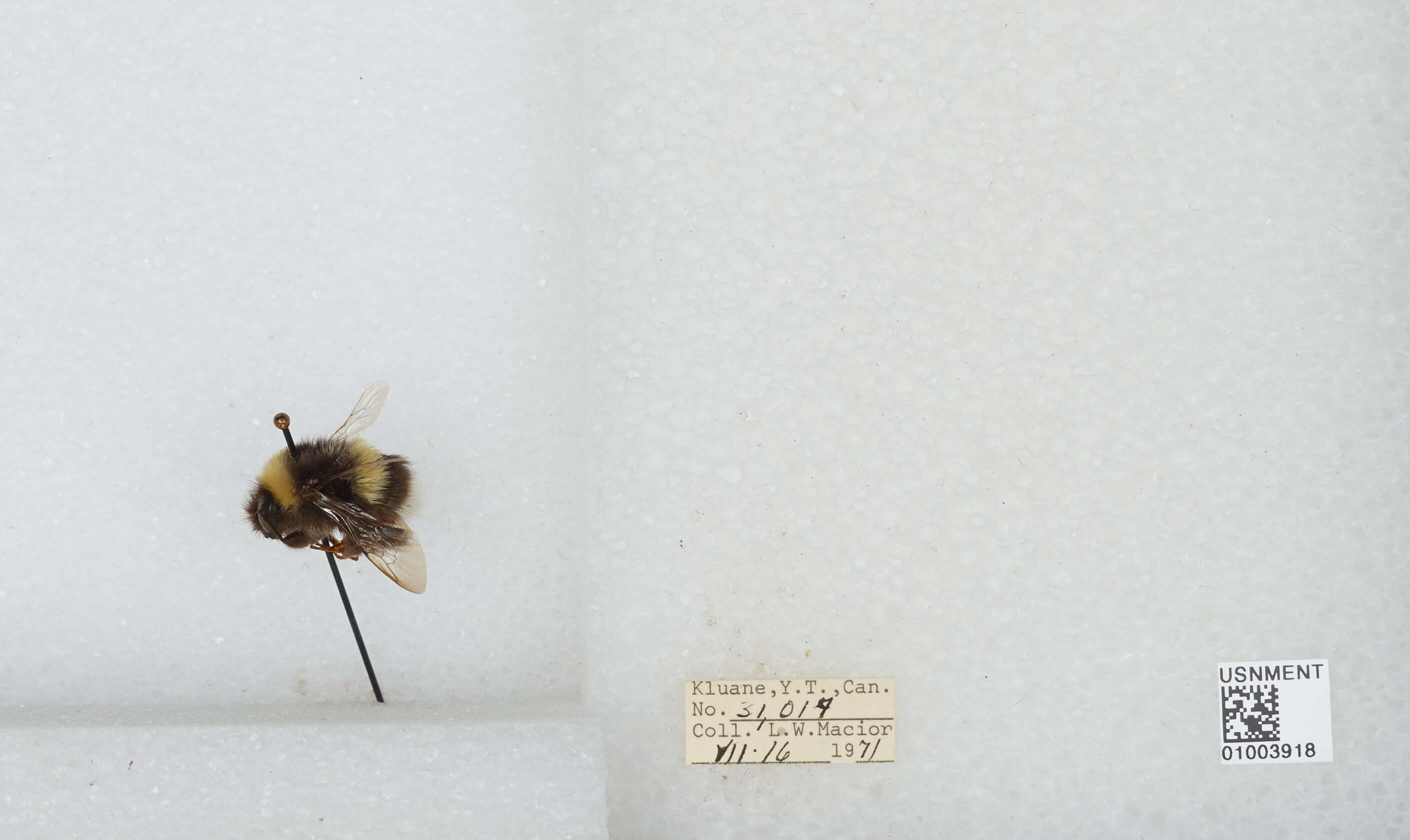 Image of White-tailed bumblebee