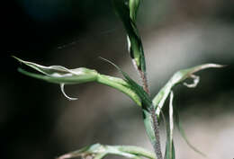 Image of Longclaw orchid