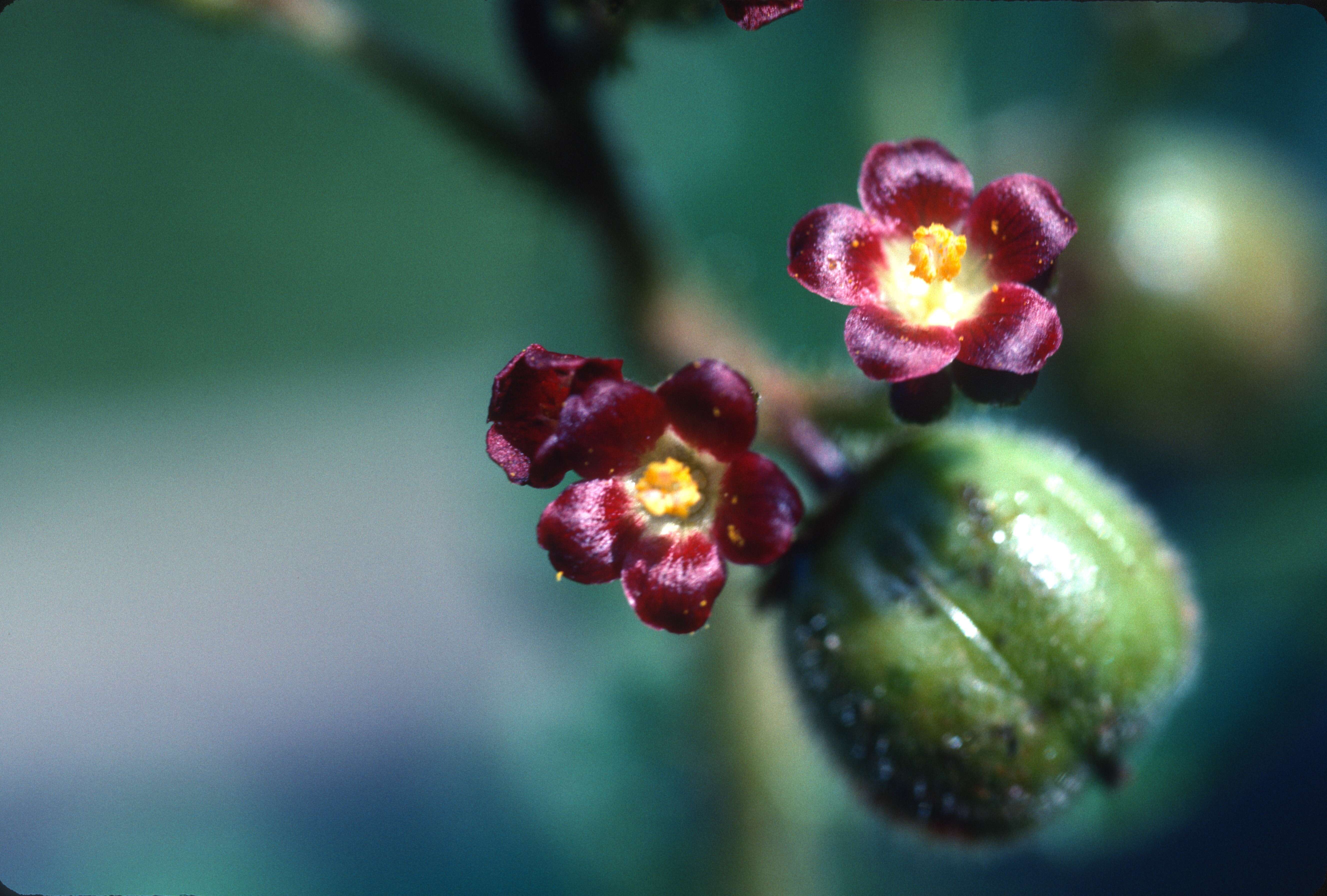 Image of Jatropha gossypiifolia var. jamaicensis Dehgan & Almira
