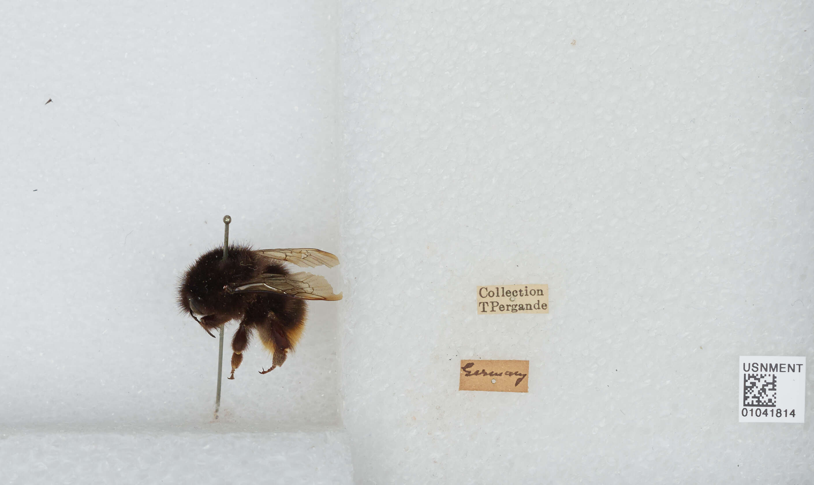 Plancia ëd Bombus wurflenii Radoszkowski 1860