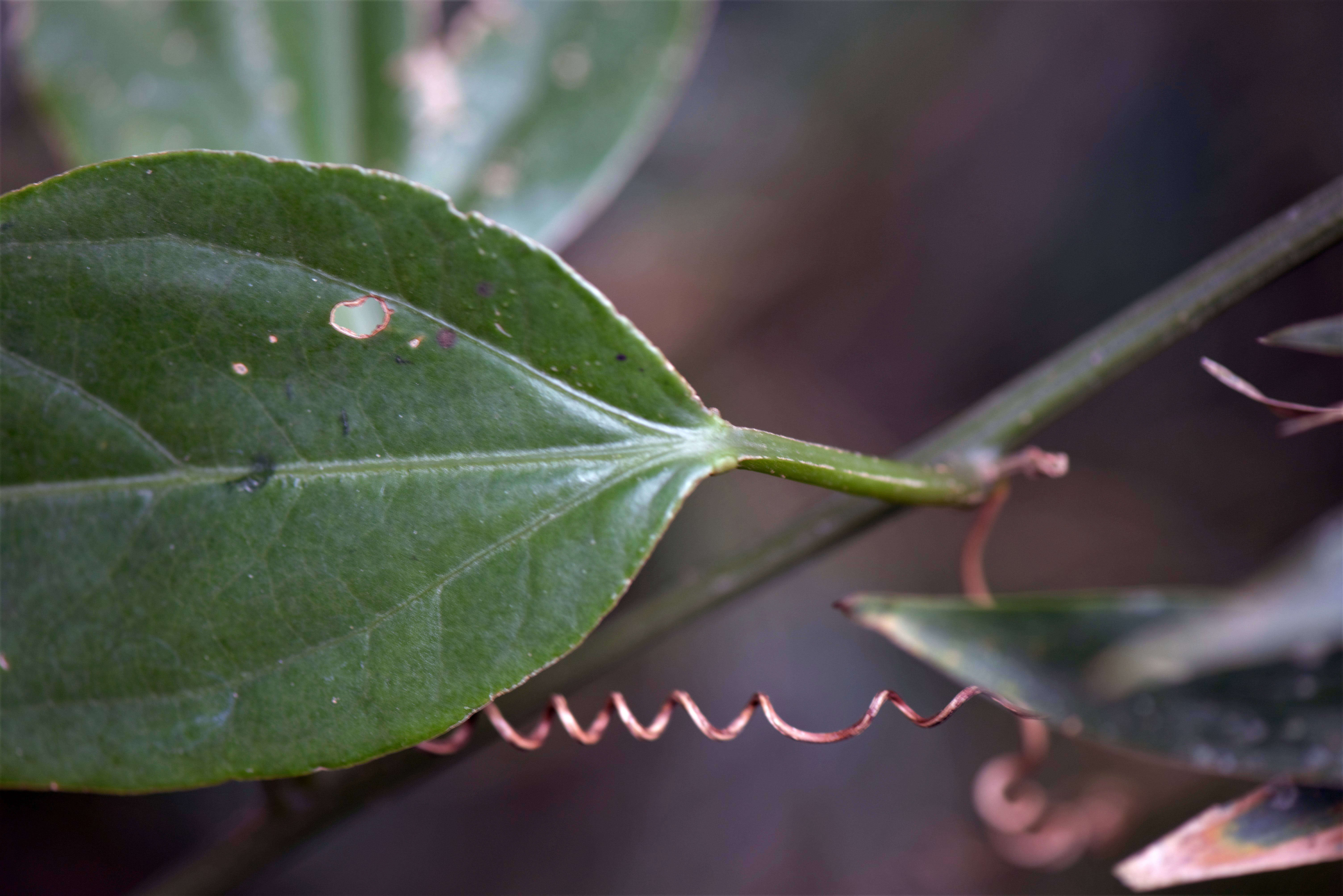 Image of Fevillea passiflora Vell.