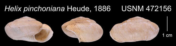 Image of <i>Helix pinchoniana</i> Heude