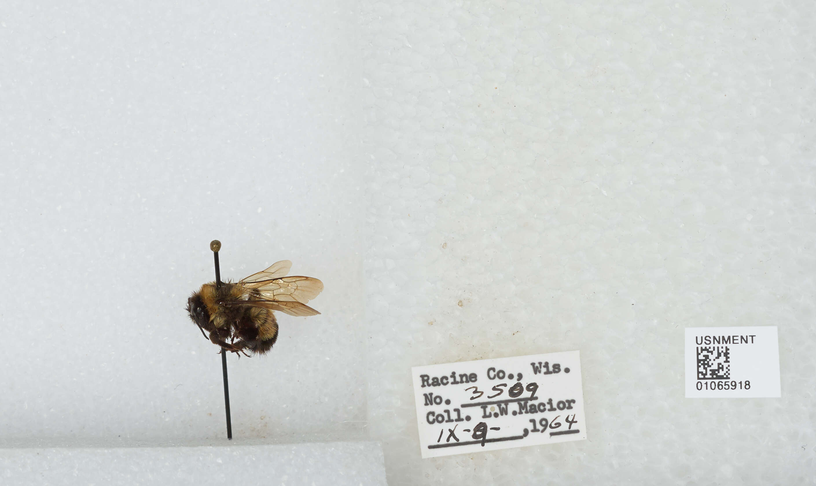 Слика од Bombus affinis Cresson 1864