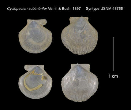 Image of Cyclopecten hoskynsi (Forbes 1844)