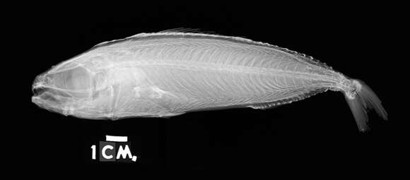 صورة Ariomma luridum Jordan & Snyder 1904