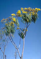 صورة Bidens menziesii subsp. menziesii