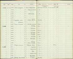 Image de Elaenia chiriquensis chiriquensis Lawrence 1865