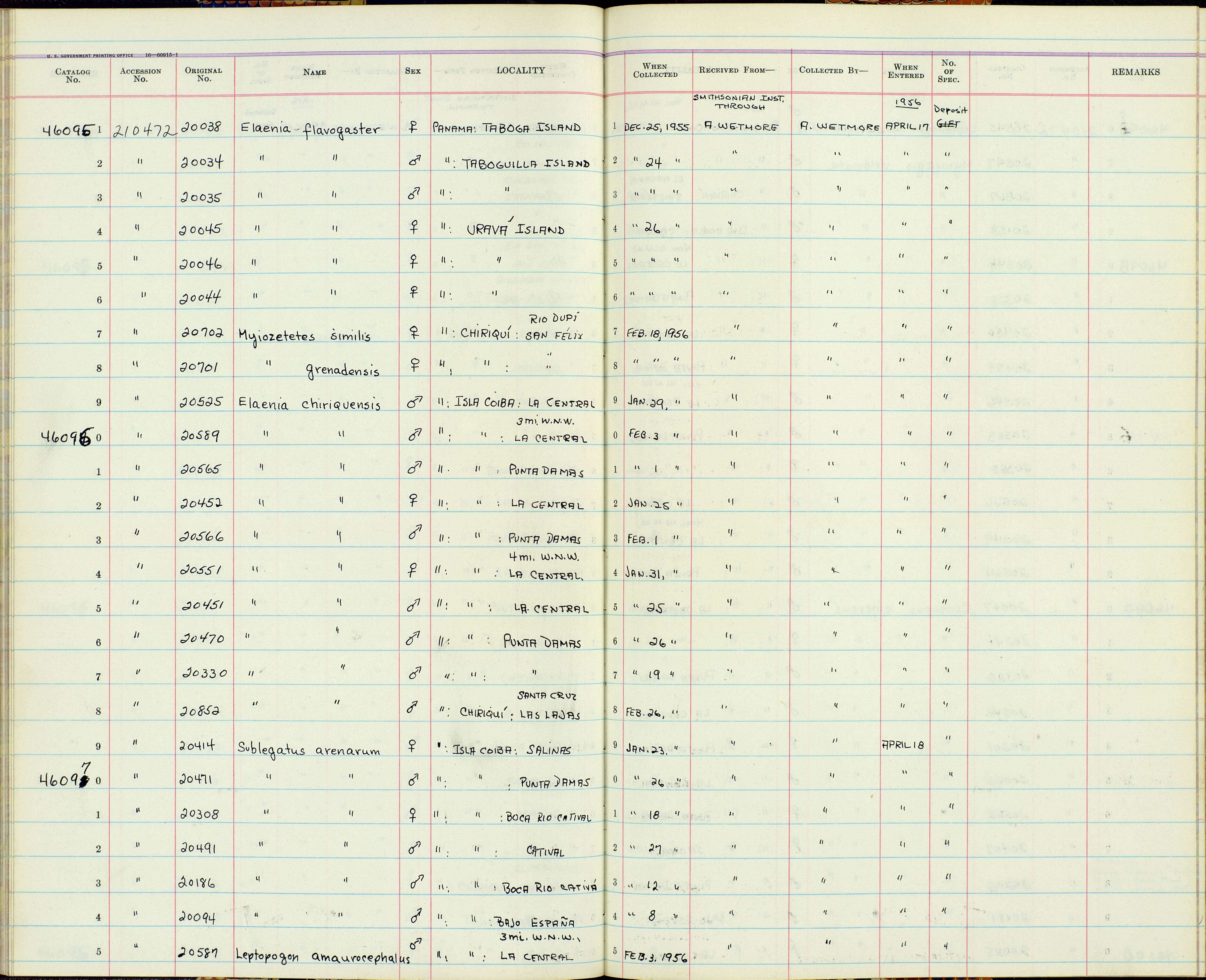 Image de Elaenia chiriquensis chiriquensis Lawrence 1865