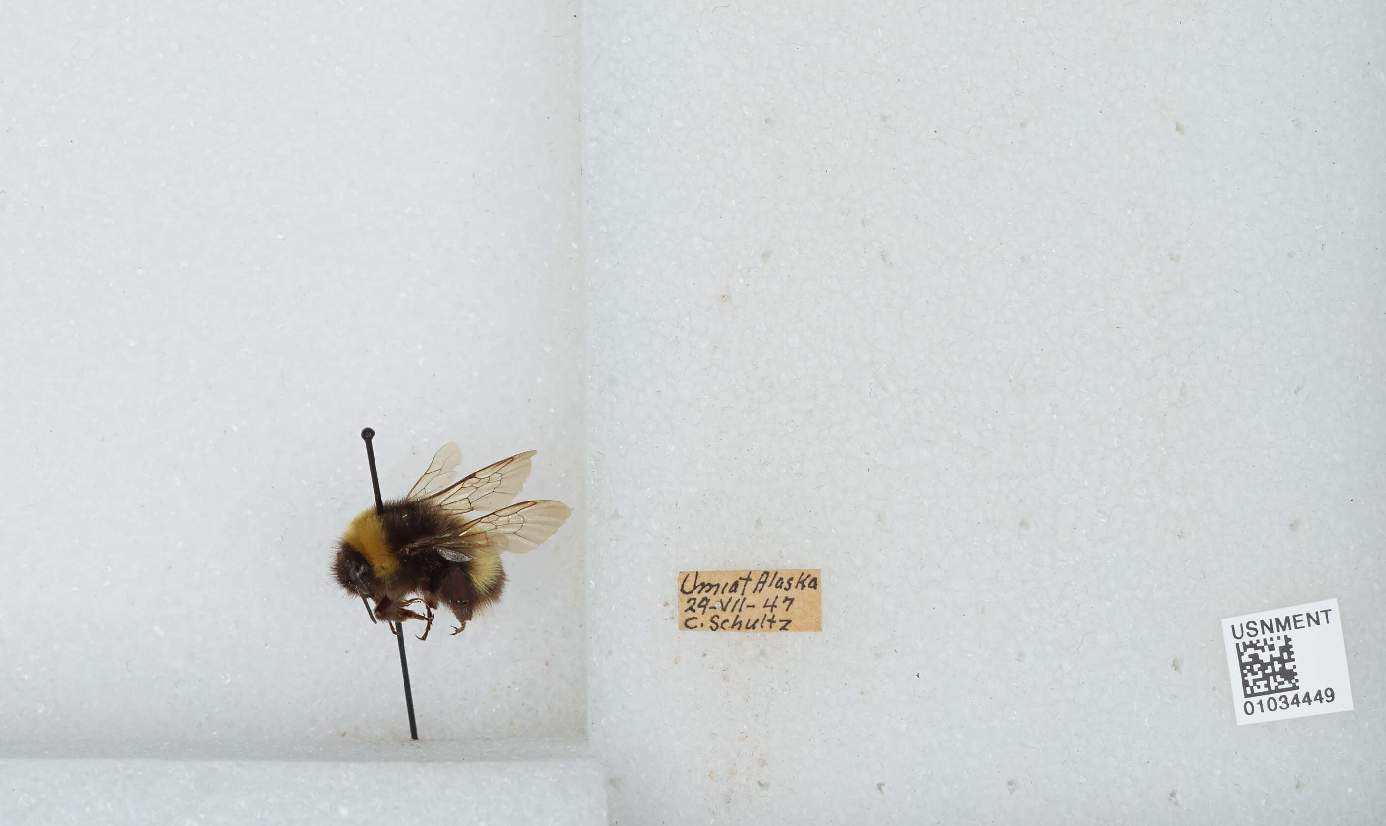 Image of Bombus patagiatus Nylander 1848