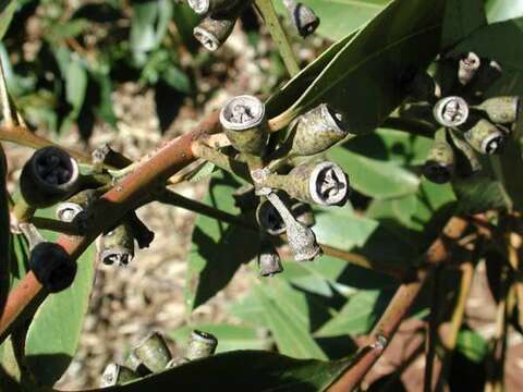 Imagem de Eucalyptus robusta Sm.