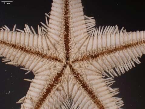 Image of Astropecten marginatus Gray 1840