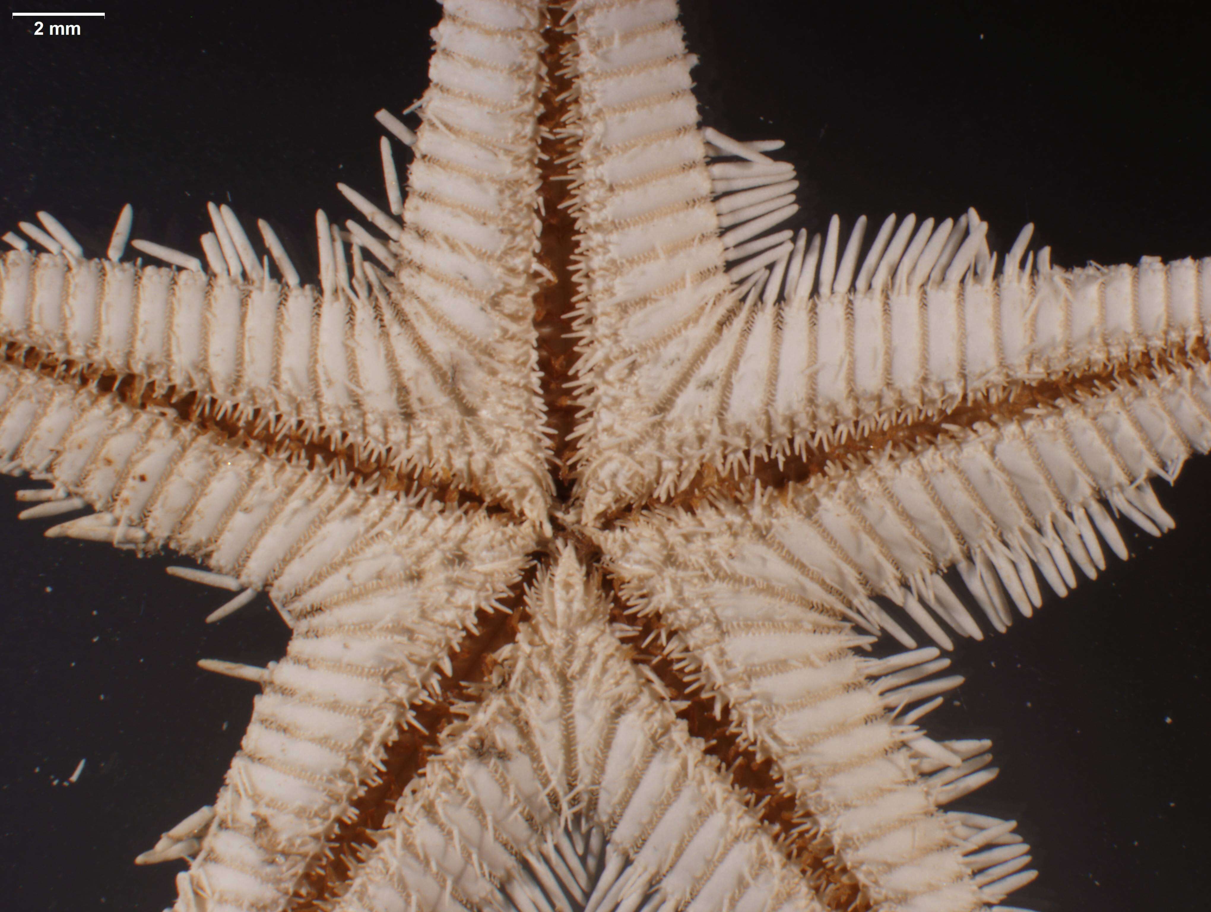 Image of Astropecten marginatus Gray 1840