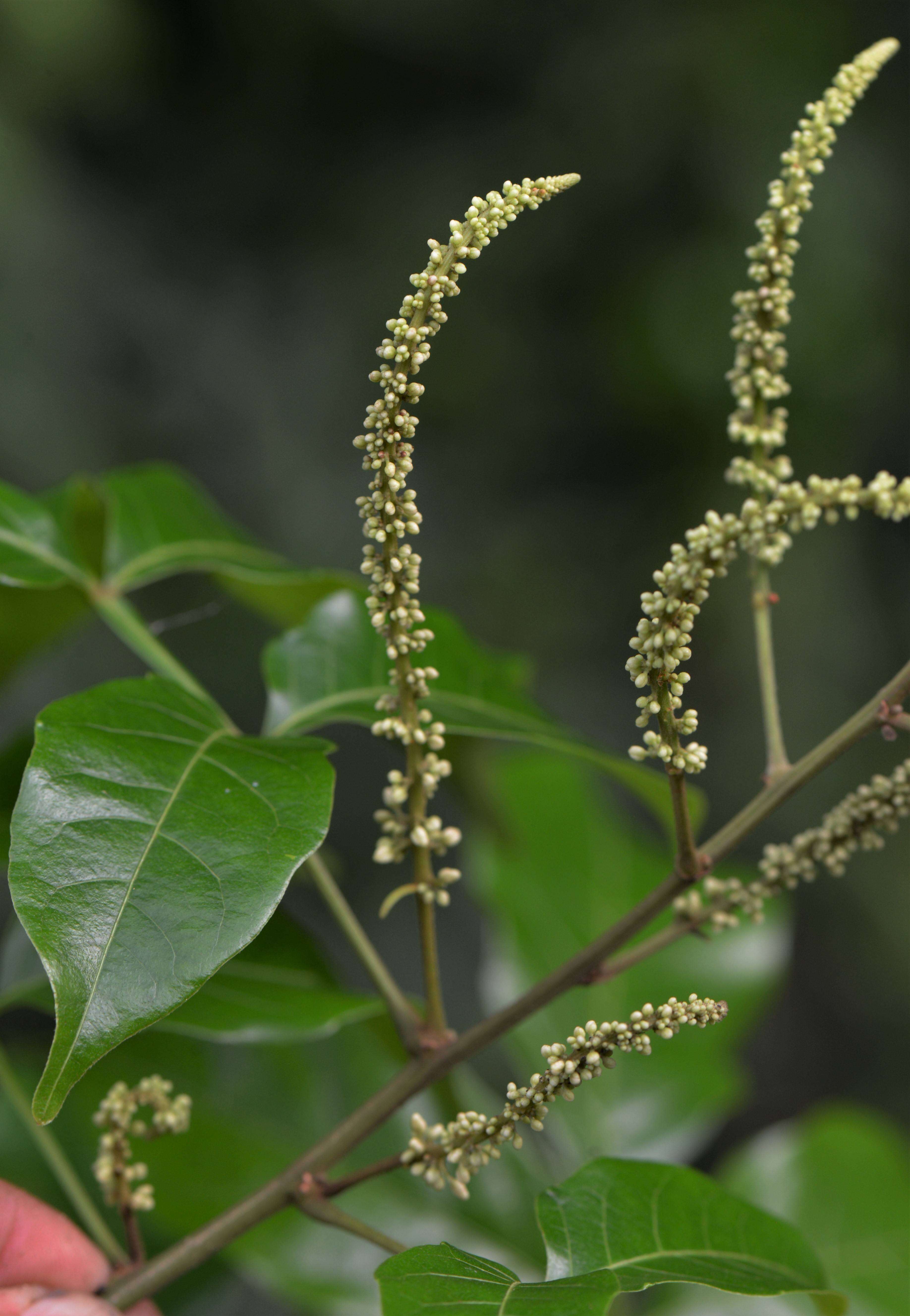 Image of Paullinia bilobulata Radlk.