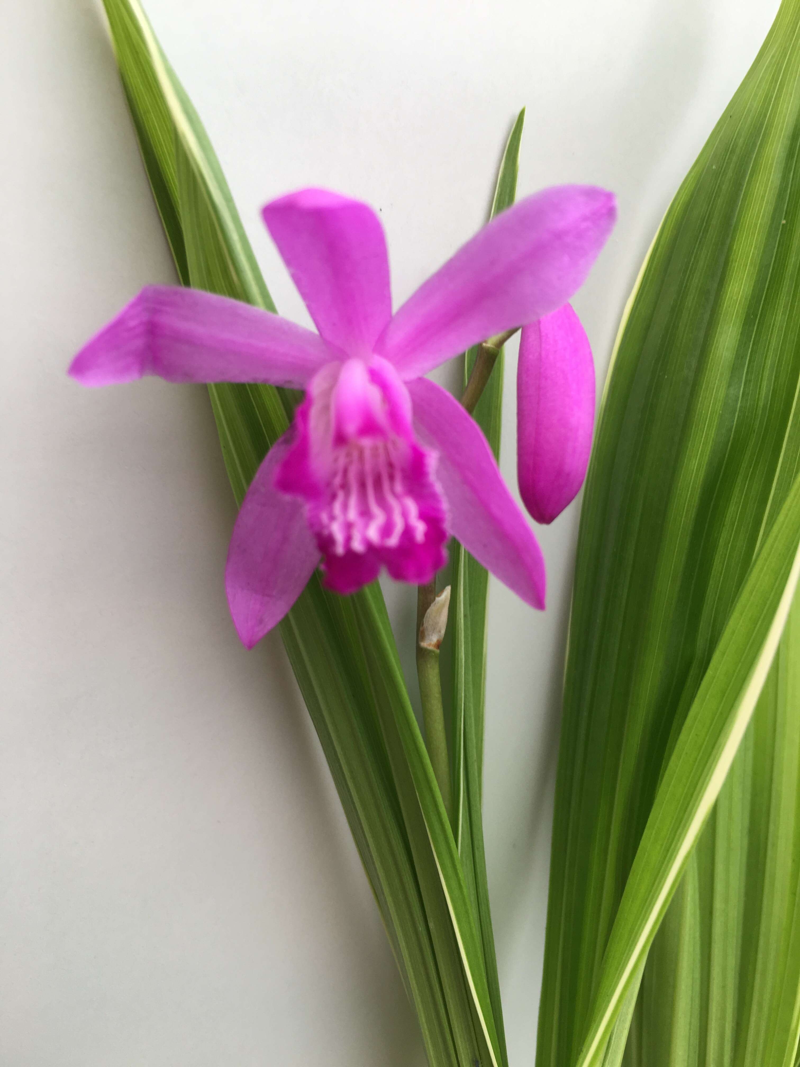 Image de Orchidée jacinthe
