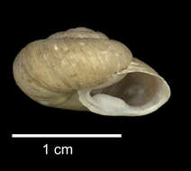 Image of <i>Cepolis gregoriana</i> Dall