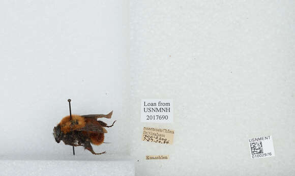 Image of Bombus atripes Smith 1852