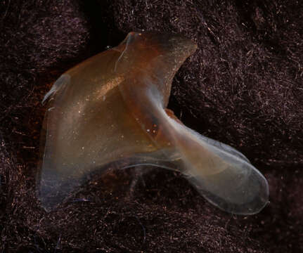 Image of arrow-finned squid