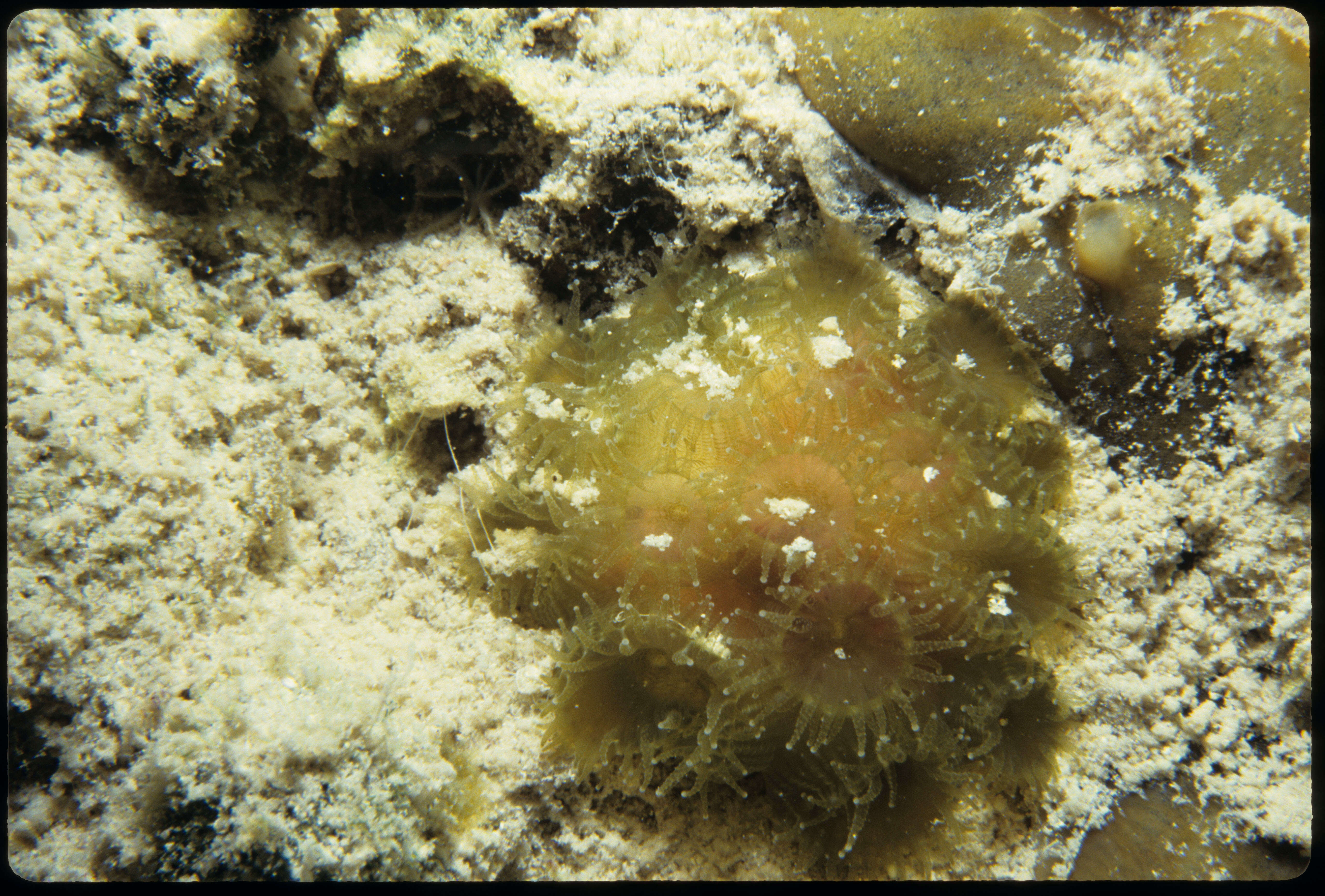 Image of Golfball Coral