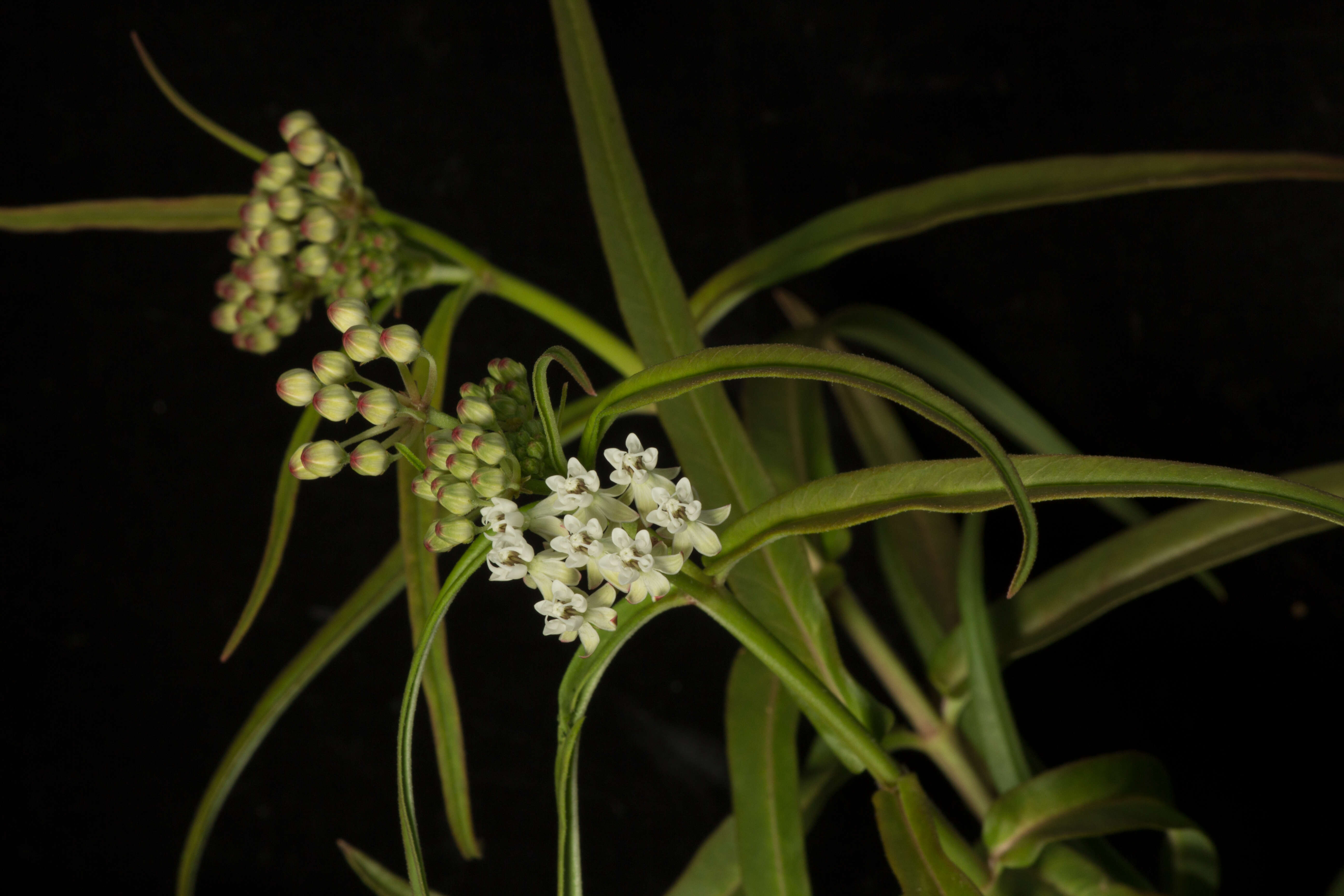 Plancia ëd Asclepias woodsoniana Standl. & Steyerm.