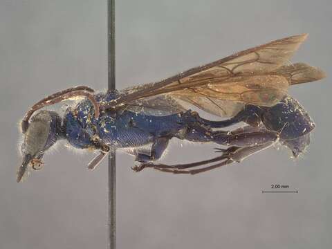 Image of Chalybion lividum Hensen 1988