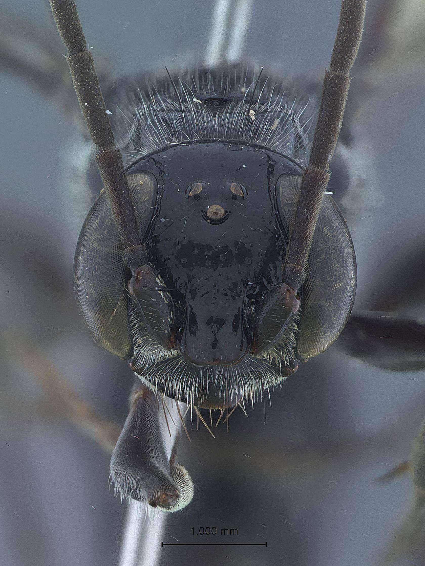 Image of Dolichurus pempuchiensis Tsuneki 1972