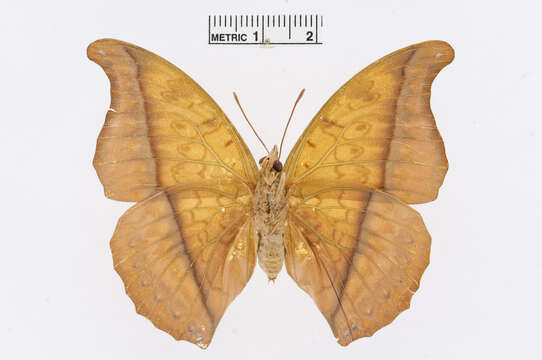 Image of Charaxes nichetes Grose-Smith 1883