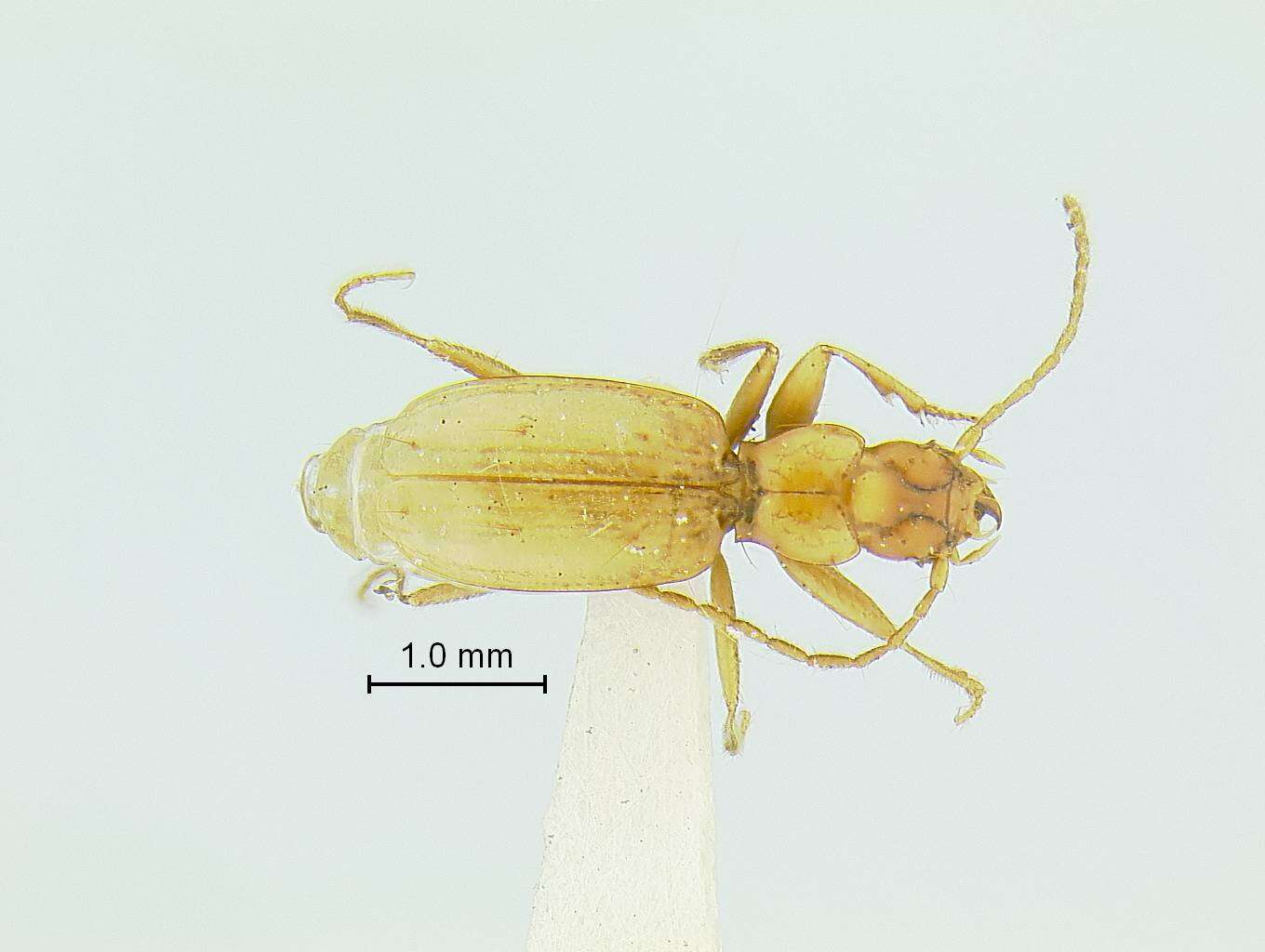 Image of Pseudanophthalmus hoffmani Barr 1965