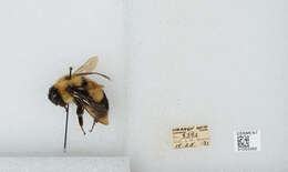 Слика од Bombus affinis Cresson 1864