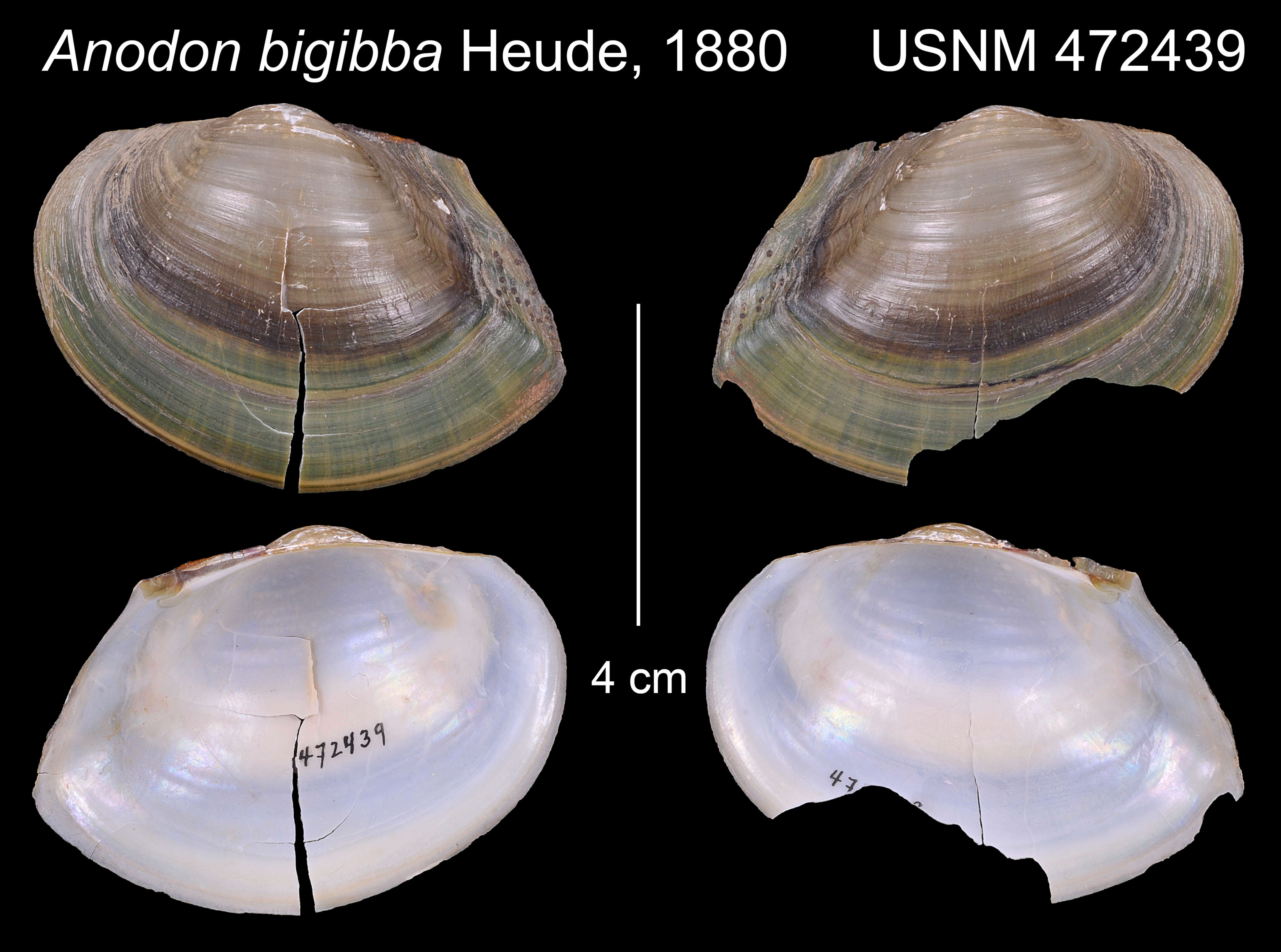 Image of Sinanodonta Modell 1945