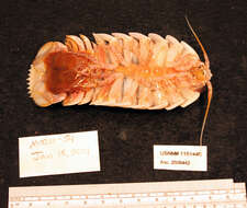 Image of Giant Isopods