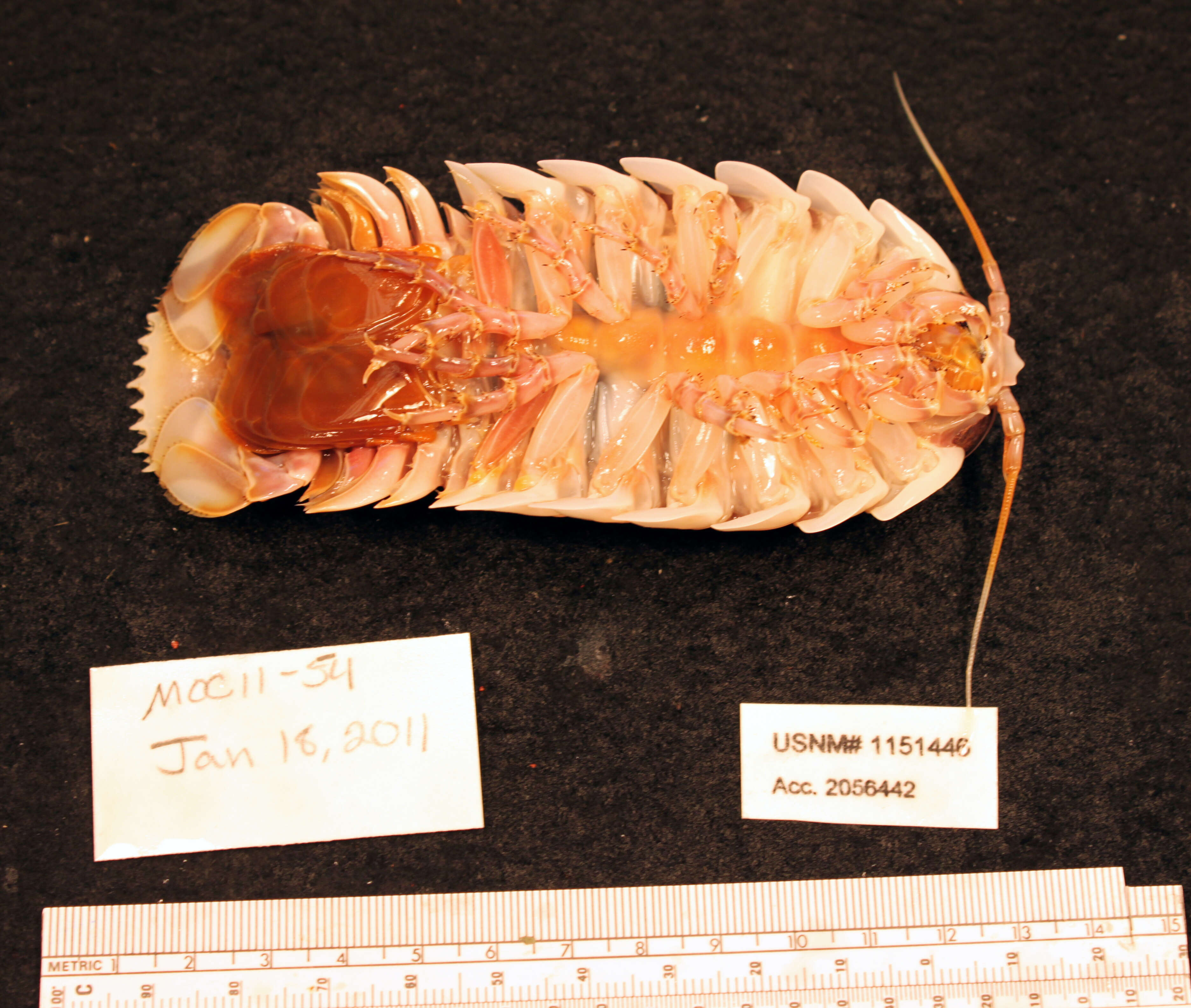 Image of Giant Isopods