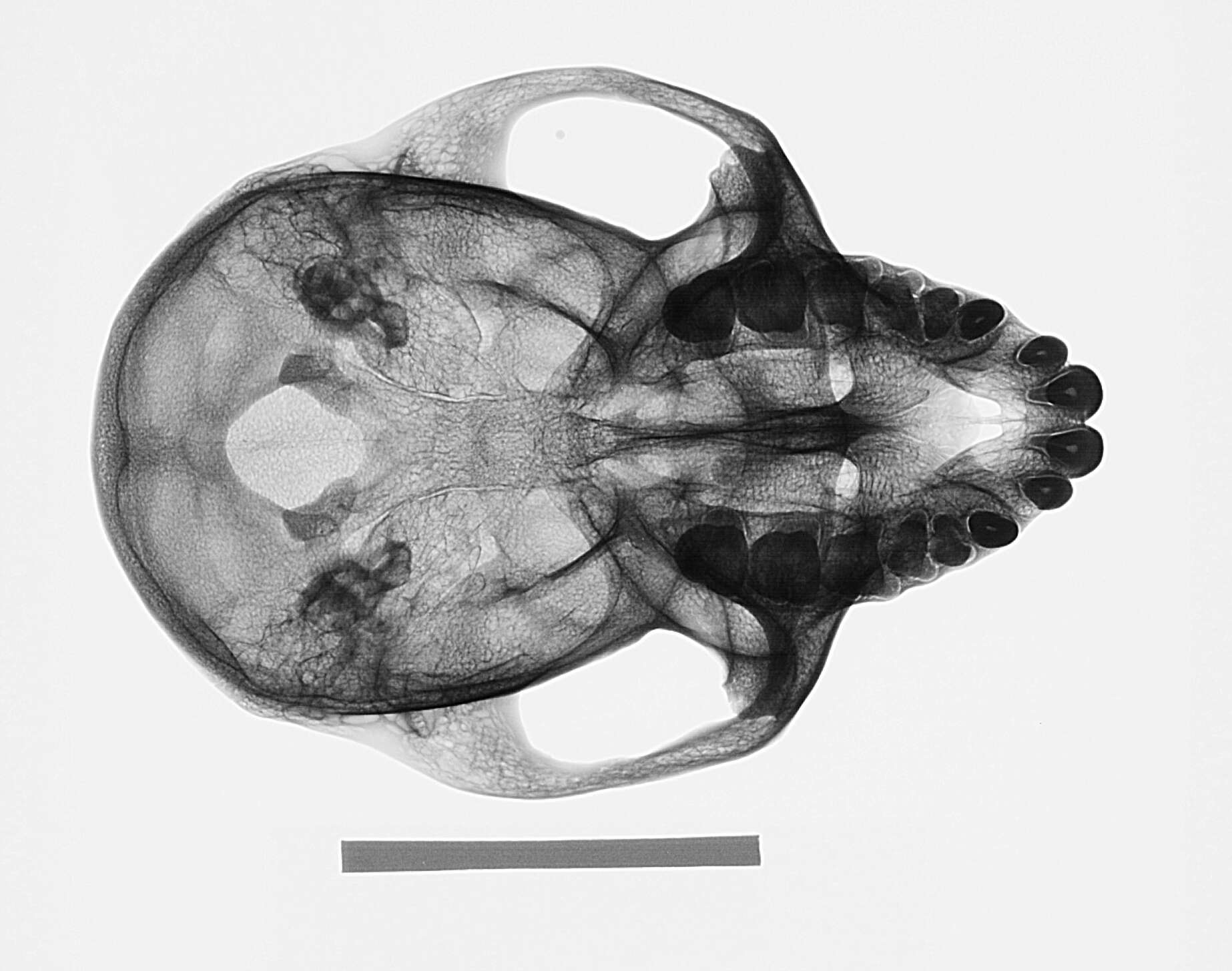 Image of Macaca fascicularis condorensis Kloss 1926