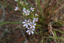 Image of jeweled blue-eyed grass