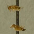 Crematogaster perthensis Crawley 1922 resmi