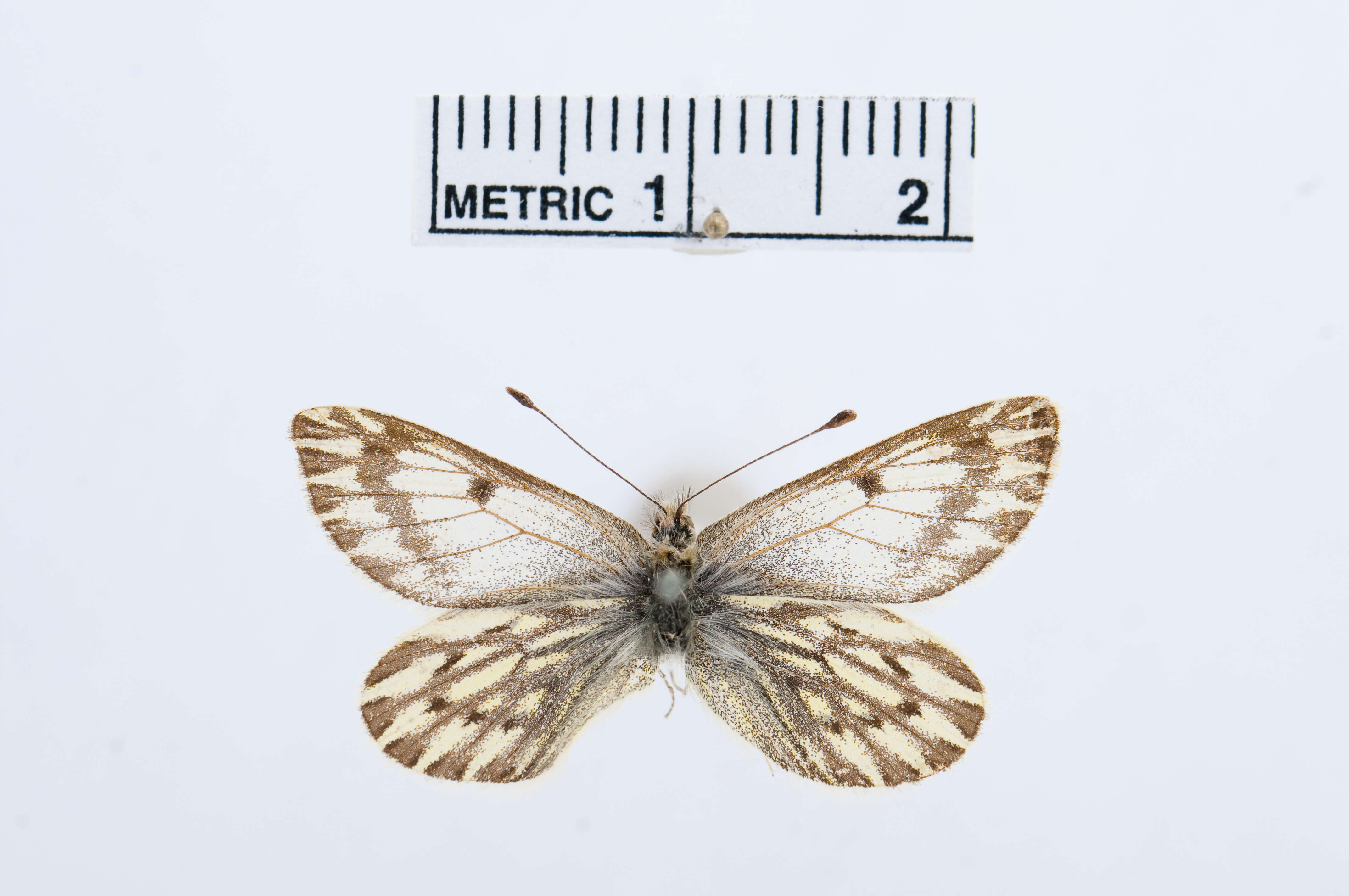 Image of Phulia paranympha Staudinger 1894