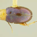 Image of Diphaulaca Chevrolat 1836