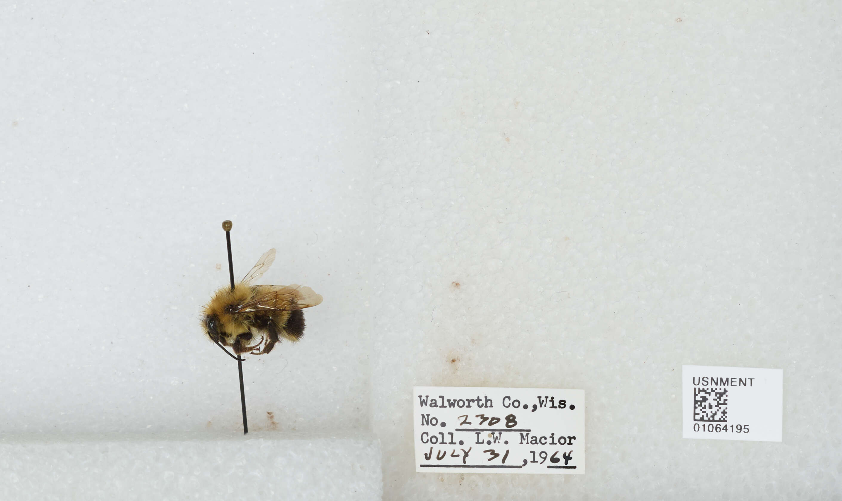 Слика од Bombus affinis Cresson 1864