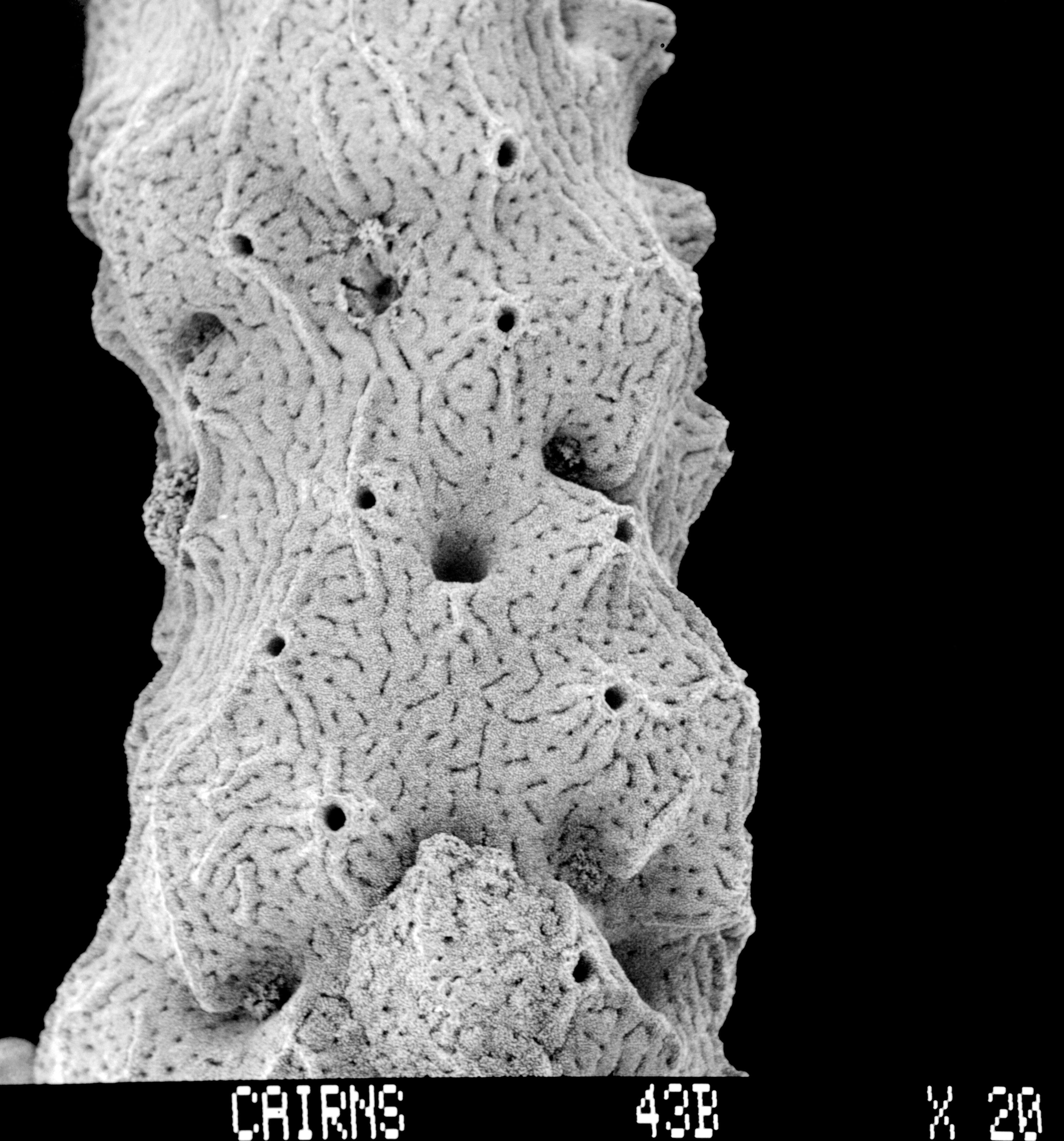 Image of Lepidopora acrolophos Cairns 1983