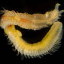 Image of hermit-crab worm