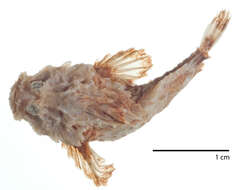 Image of Midget stonefish