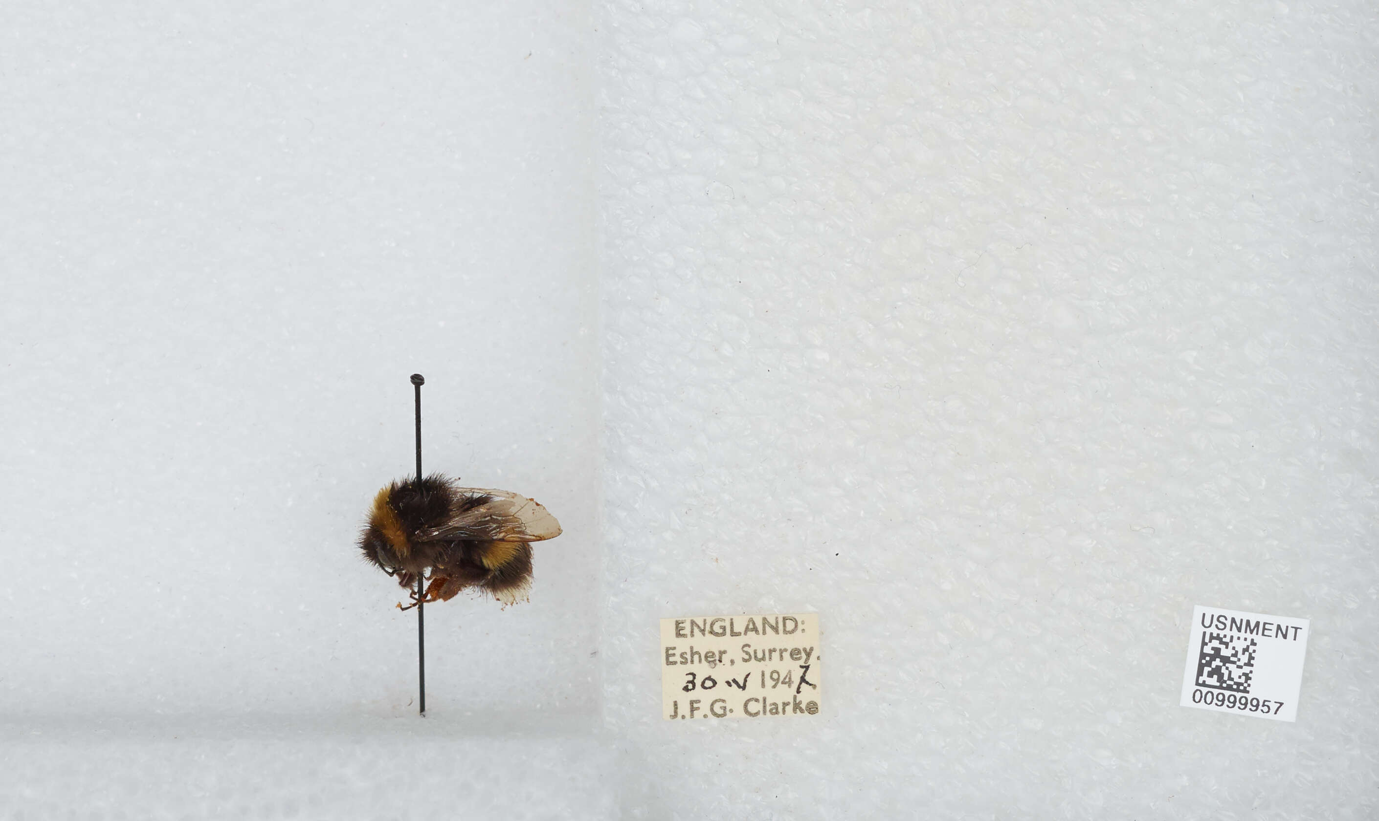 Image of White-tailed bumblebee