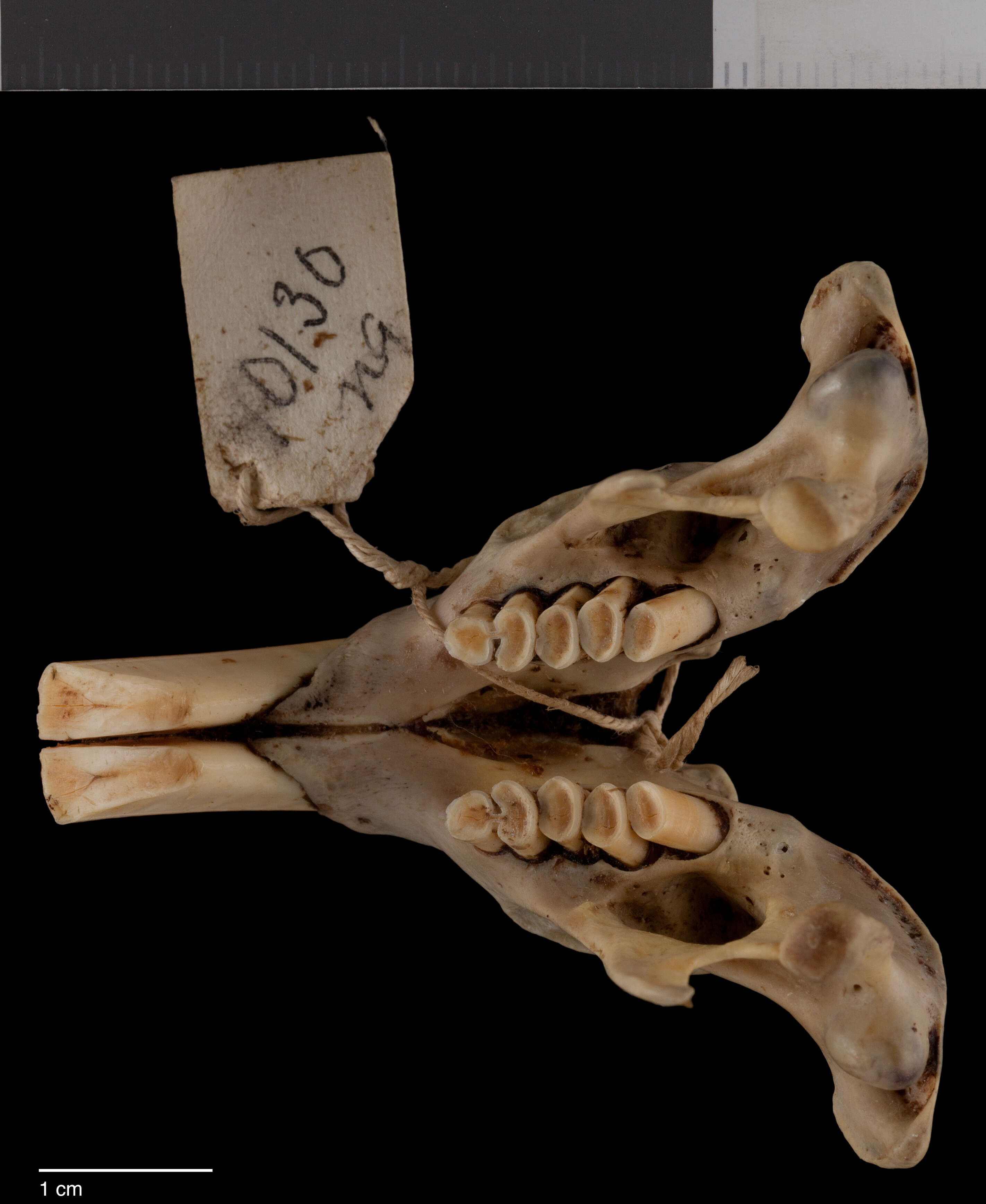 Image of Orthogeomys hispidus concavus (Nelson & Goldman 1929)