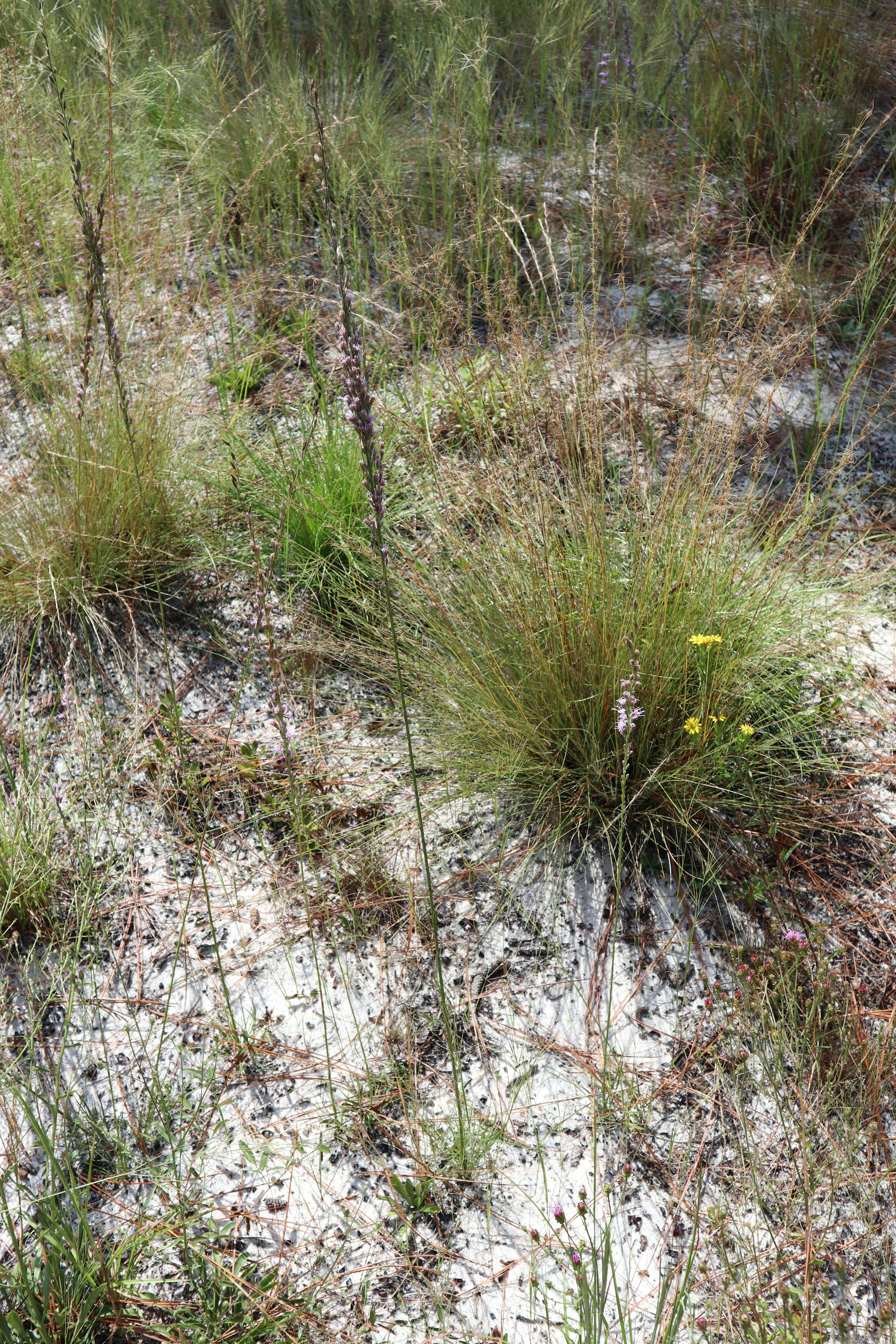 Image of shortleaf blazing star