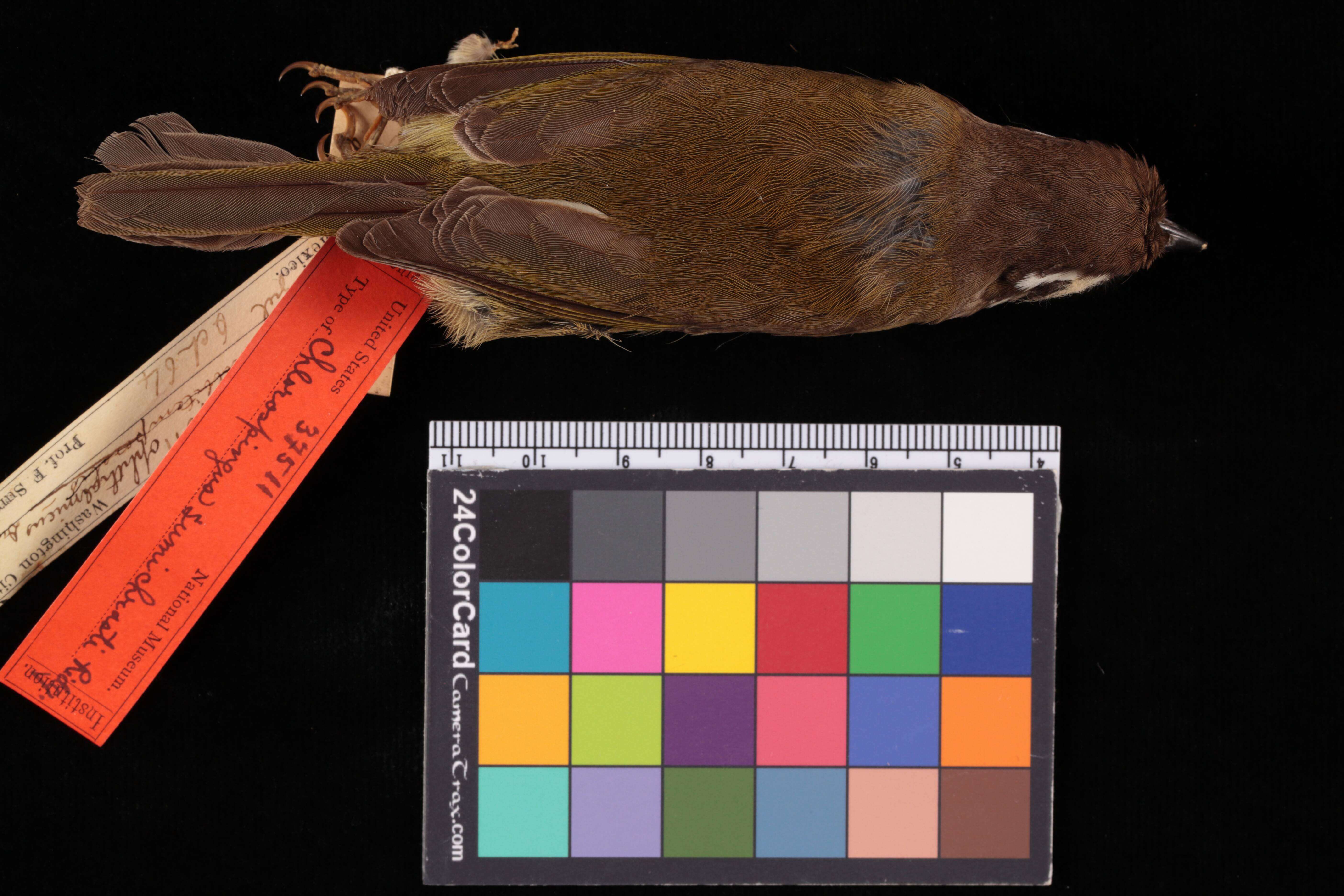 Image of Chlorospingus ophthalmicus (Du Bus de Gisignies 1847)