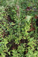 Слика од Baptisia alba (L.) Vent.