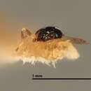 Image of Emersonella fuscipennis Girault 1920