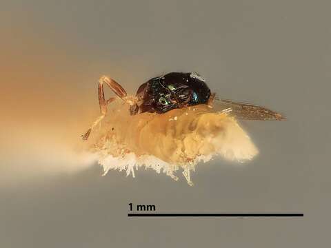 Image of Emersonella fuscipennis Girault 1920