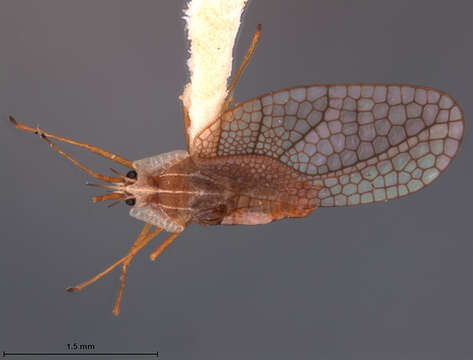 Image of Leptodictya (Hanuala) lucida Drake & Hambleton 1945